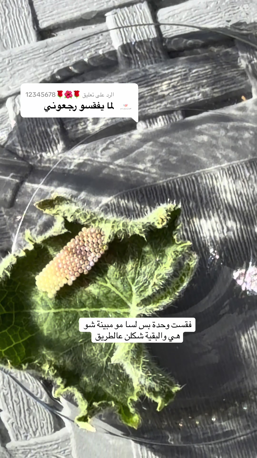 @Hana Haus | بيت الهنا