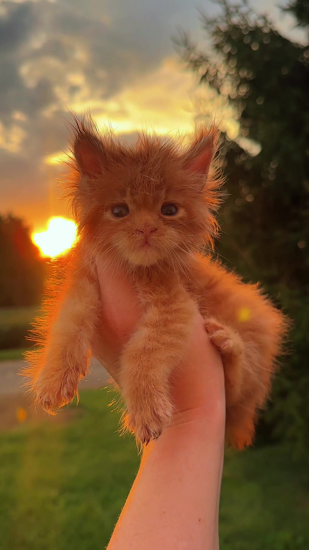 @Mossy&ensp;Cottage&ensp;Maine&ensp;Coons&ensp;🌙