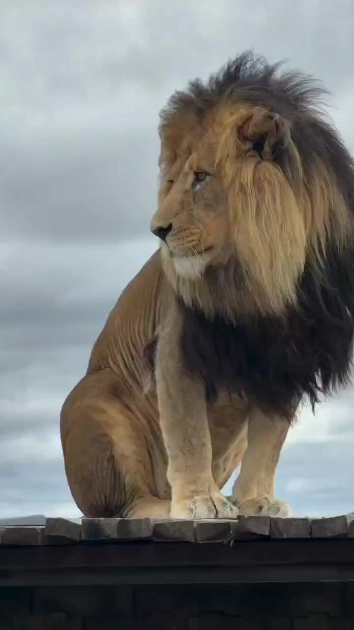 @LION MOTIVATION 🇨🇩🇨🇩🇨🇩