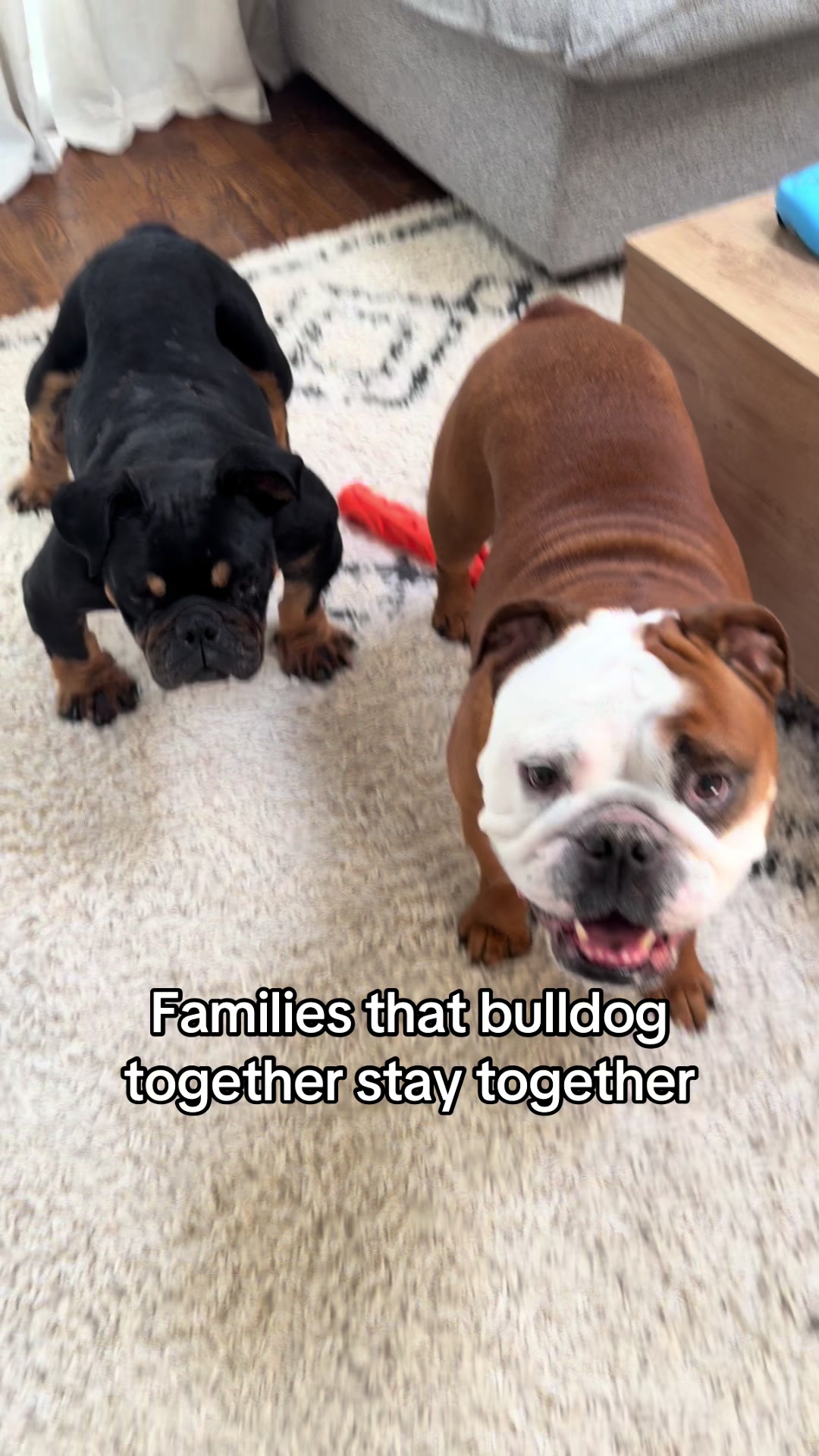 @Poptart The Bulldog