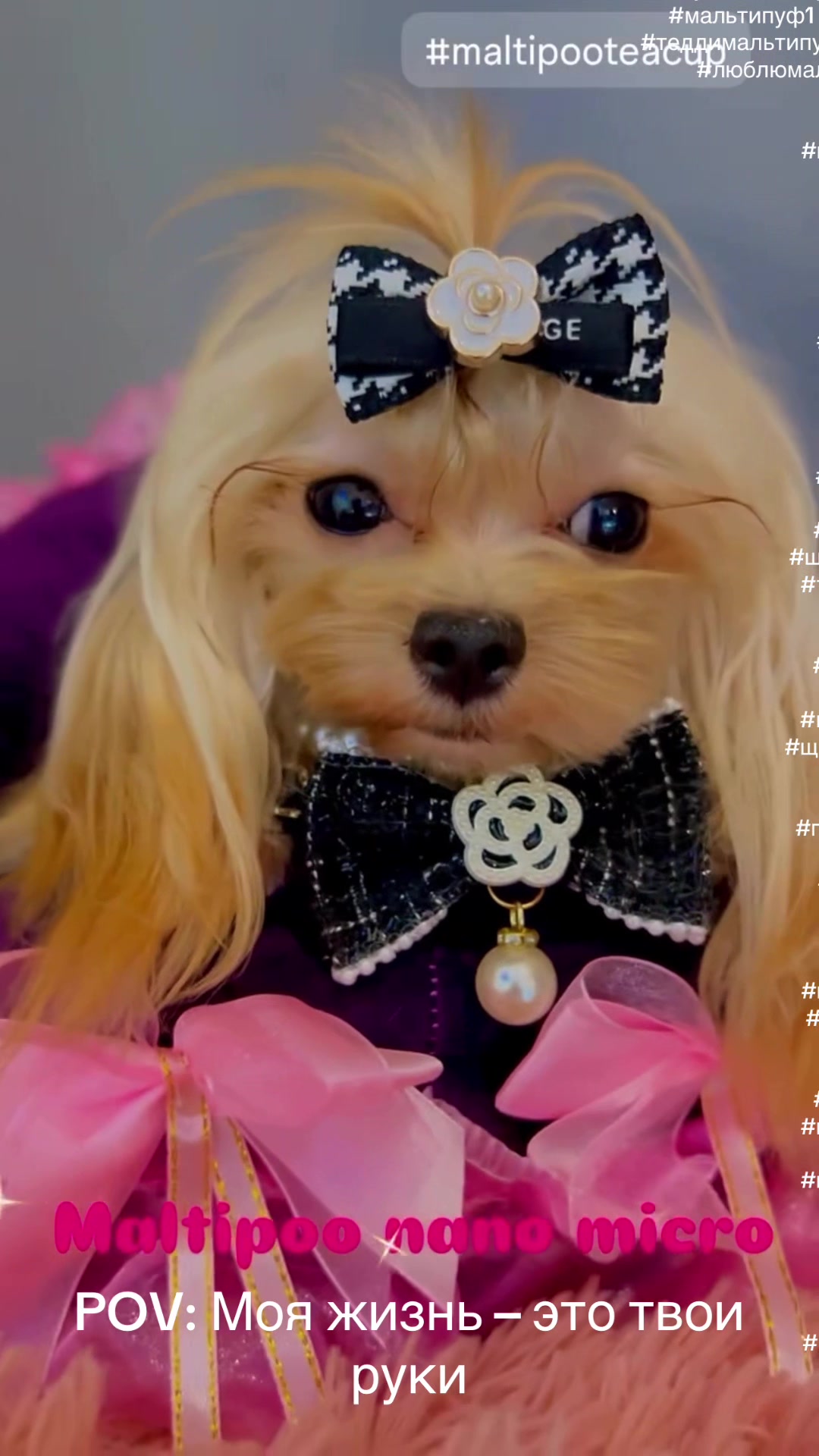 @Yorkie Maltipoo ShihTzu Teddy