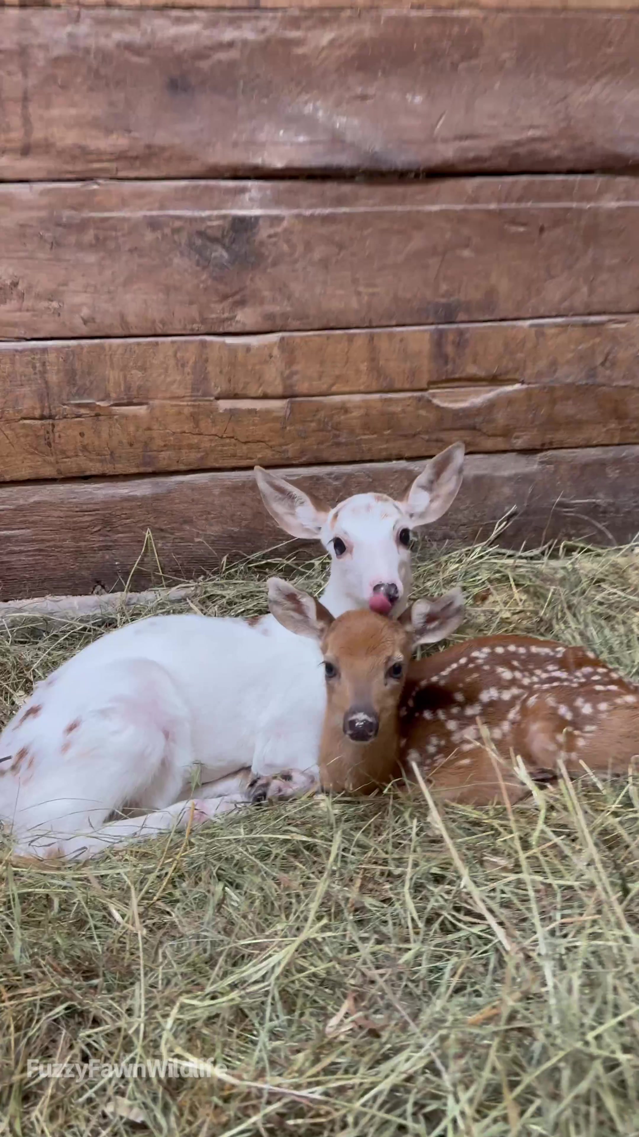 @Fuzzy Fawn Wildlife