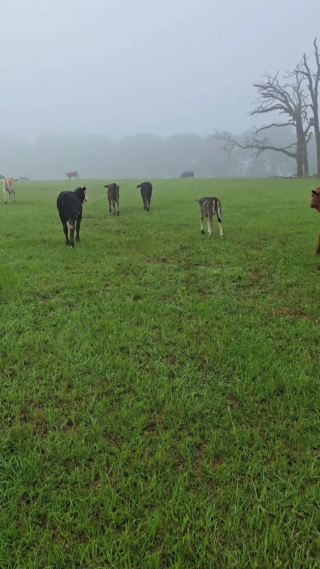 @M.I. CATTLE CO.