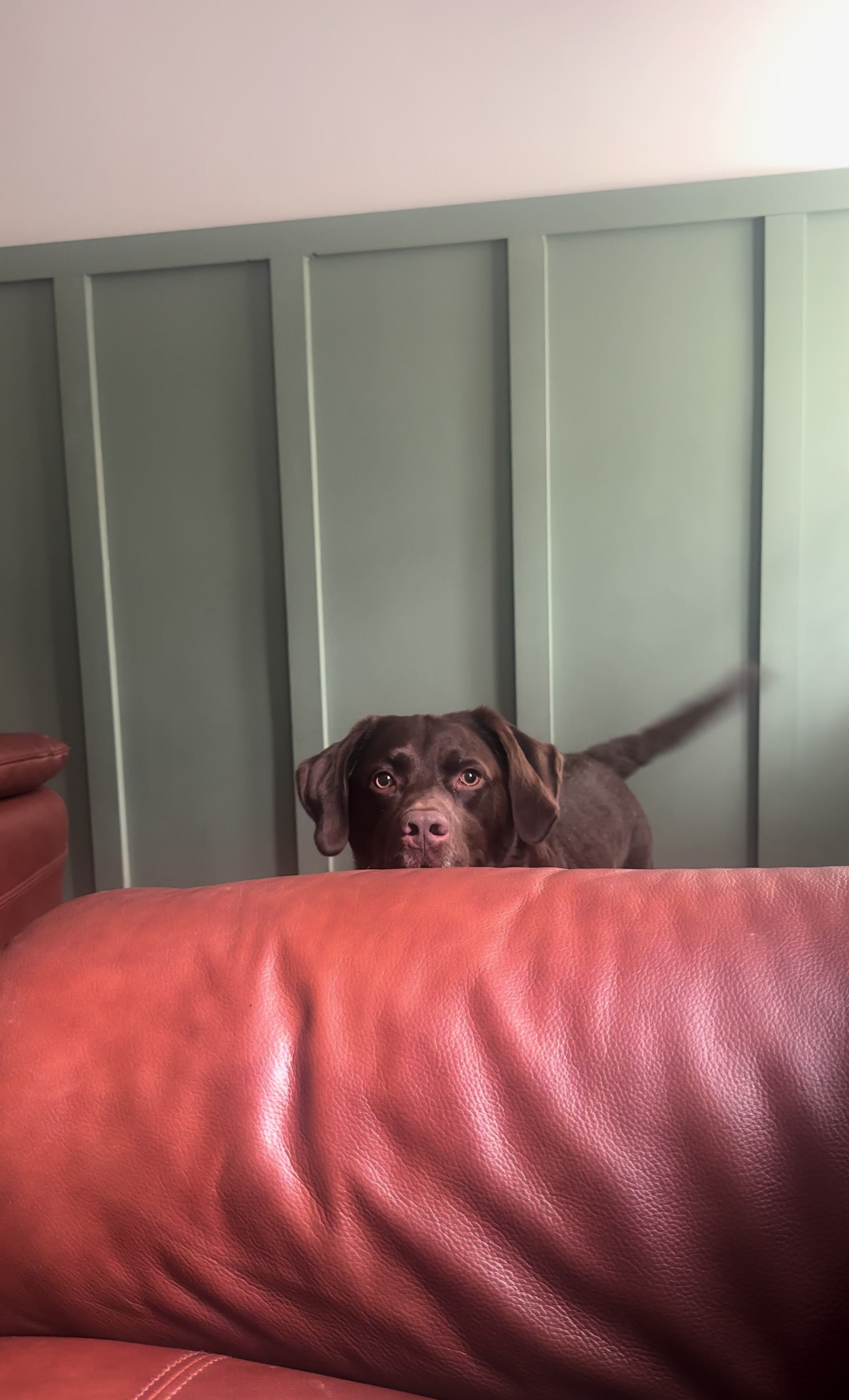 @Charlie the Chocolate Lab