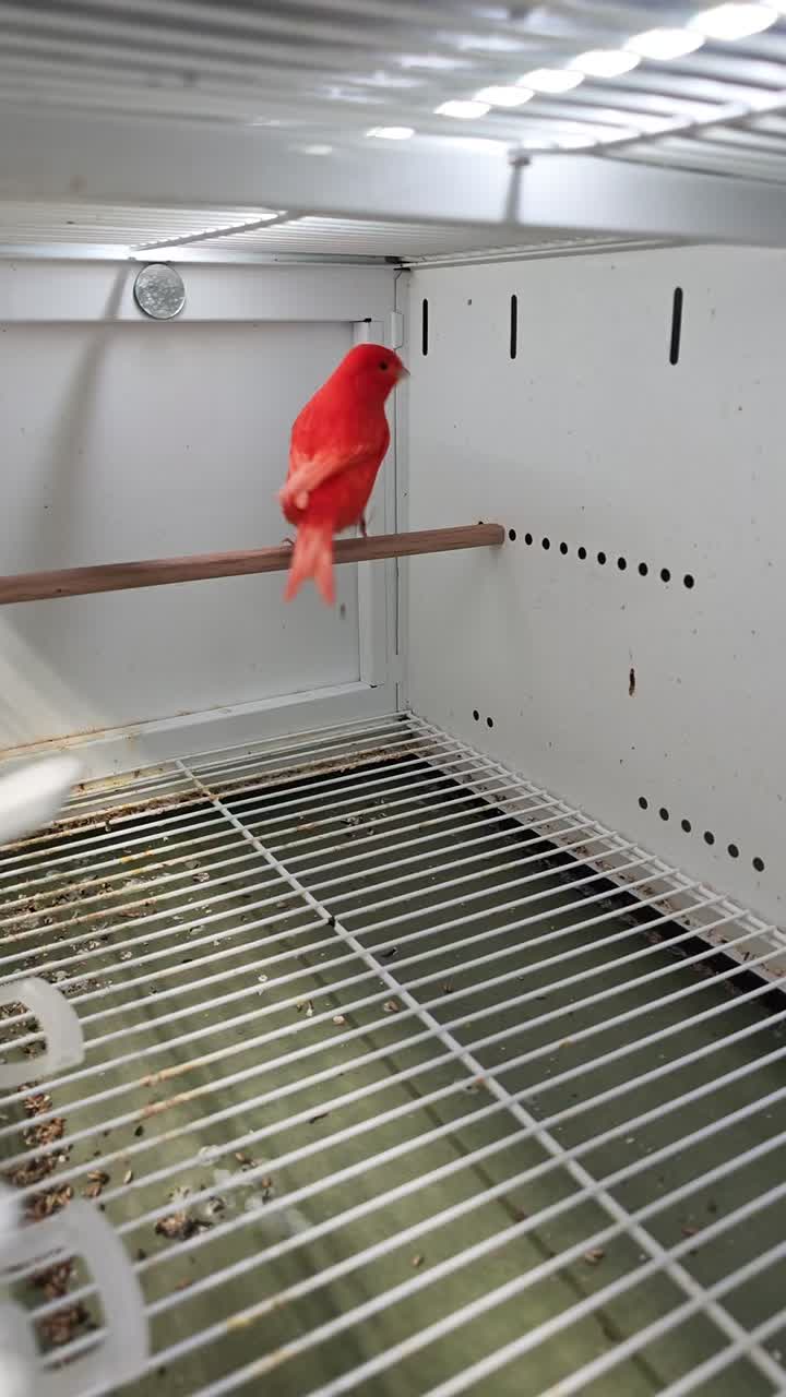 @AviarioUreña