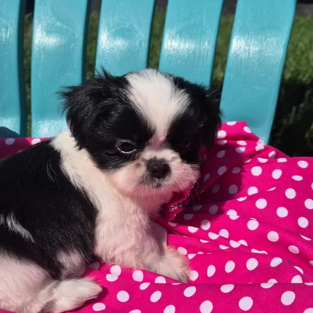 @Barb's Precious Pups