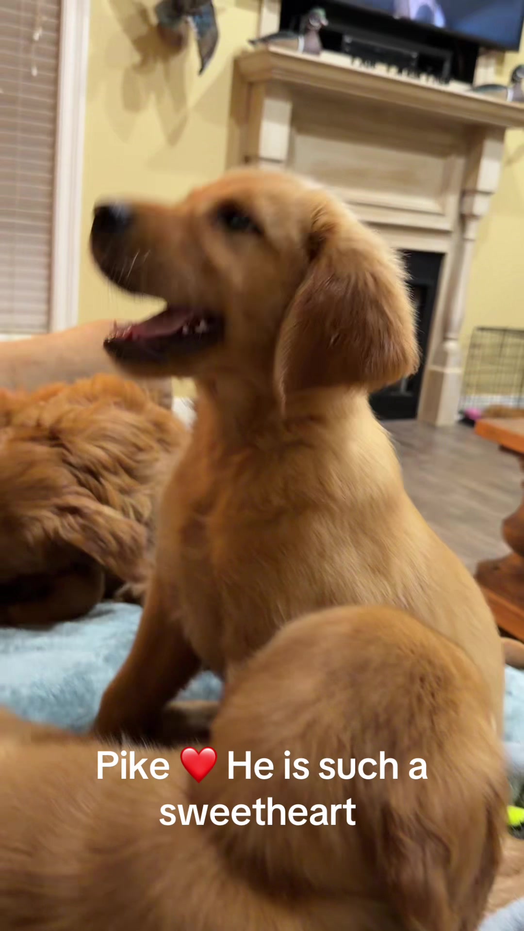 @RhondasRetrievers