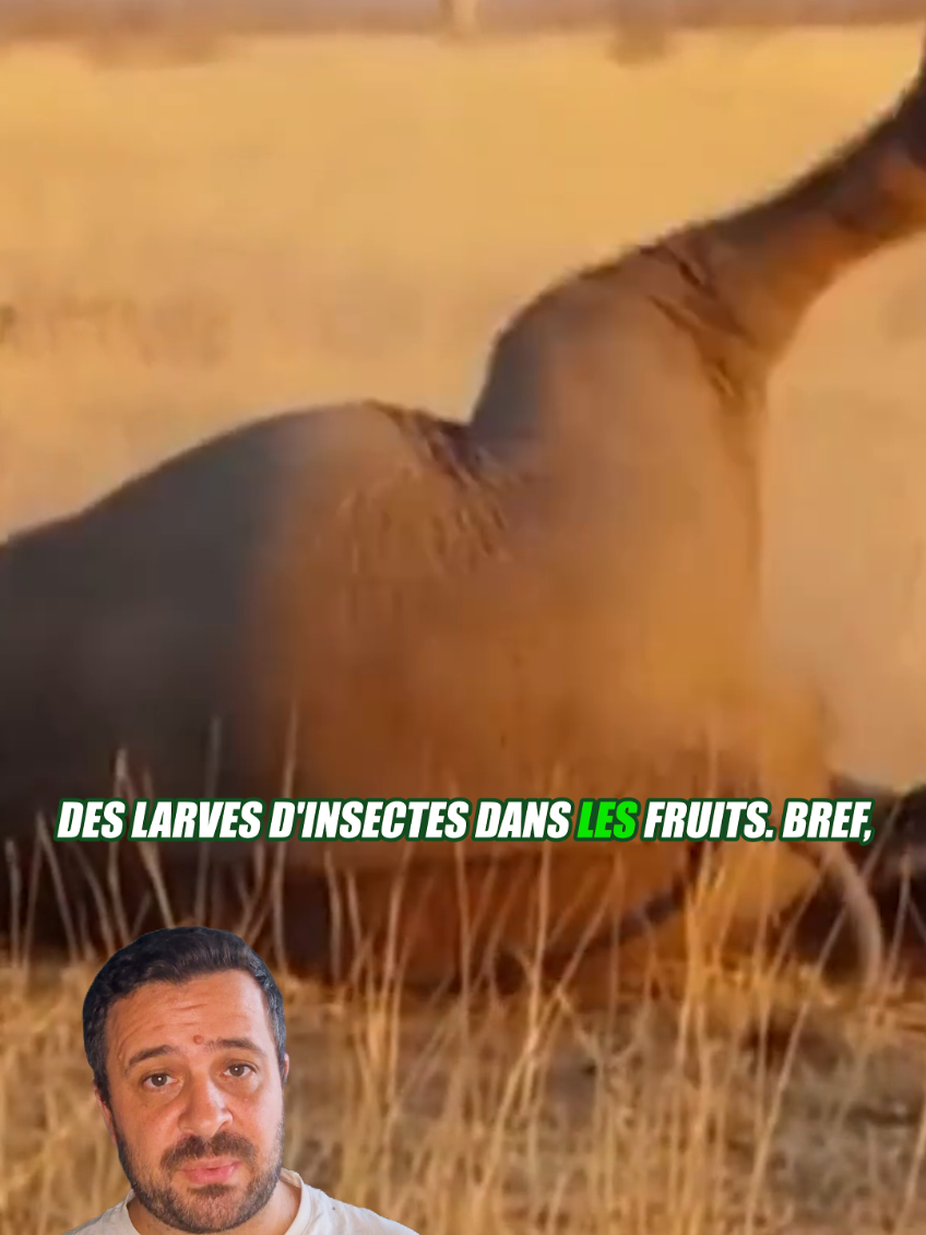 @Vico-Le Savais tu ?
