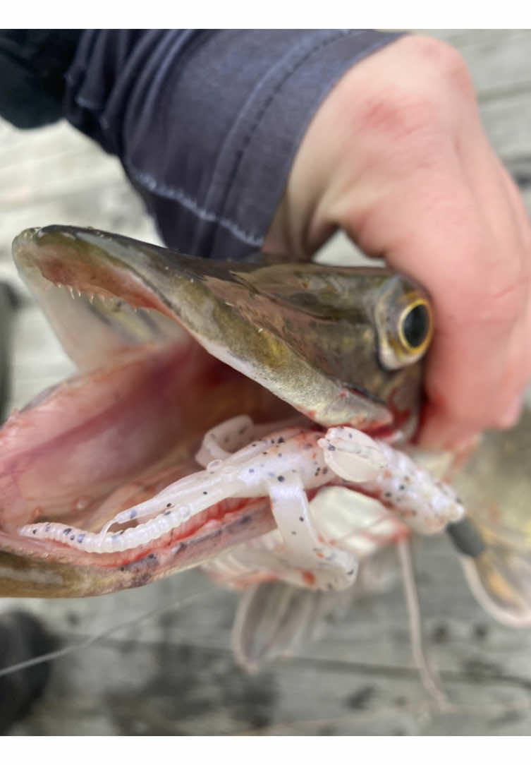 @Ace.fishing