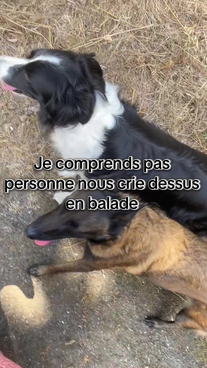 @PacoPacoPaco_le_chien