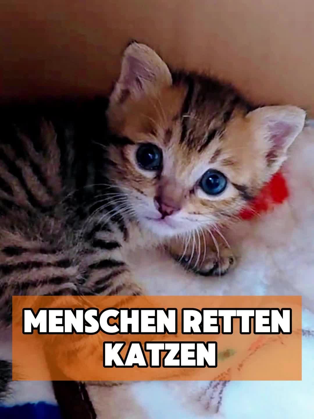 @toto_tier