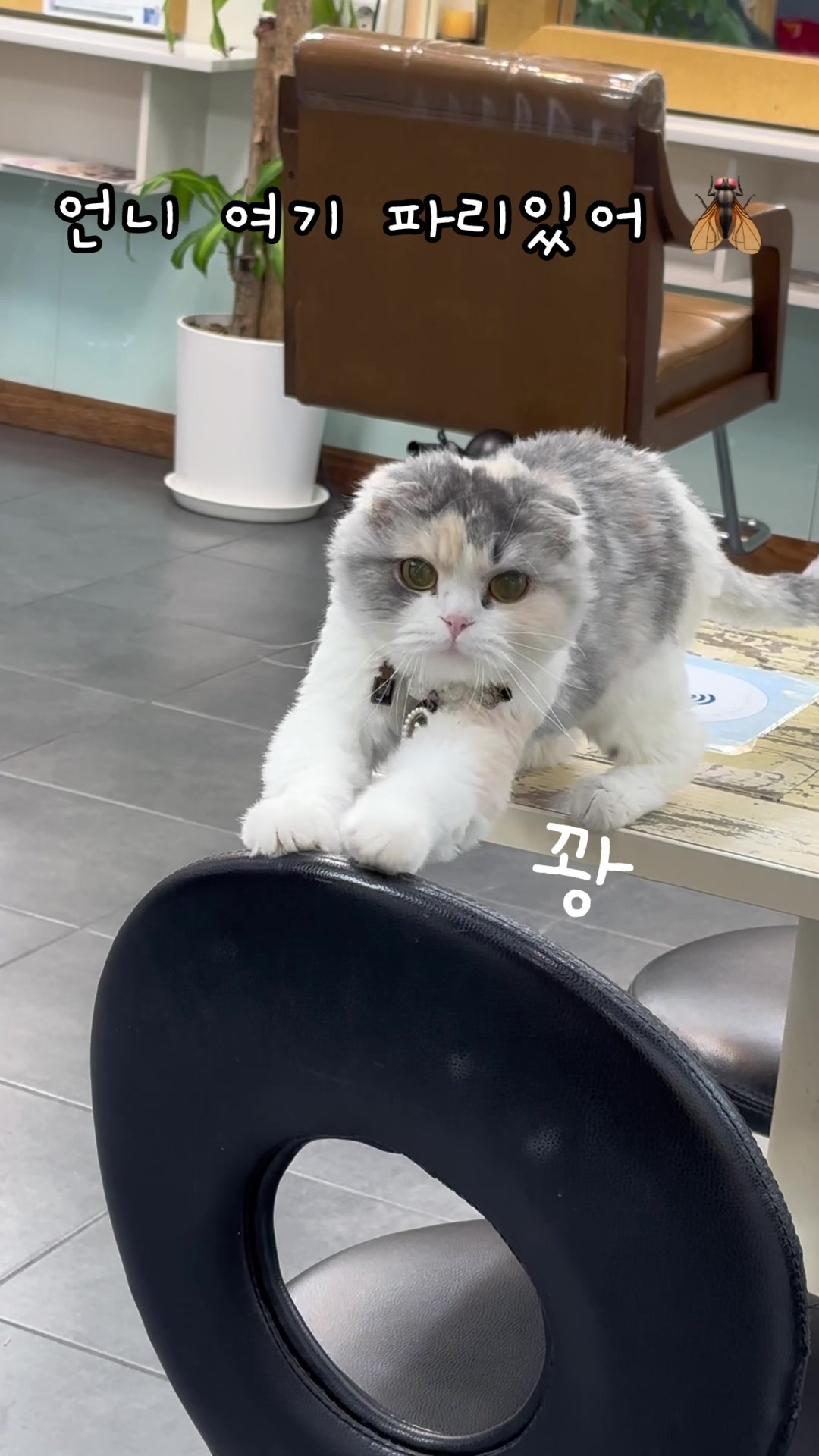 @미용실 고양이 뽀