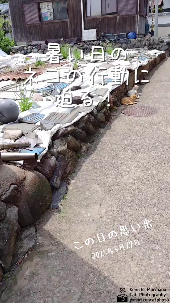 @猫写真家 森永健一