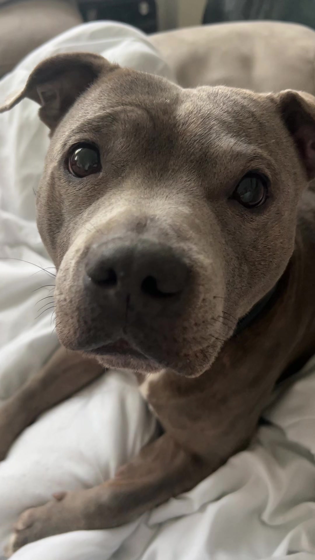@rubylove_staffie94