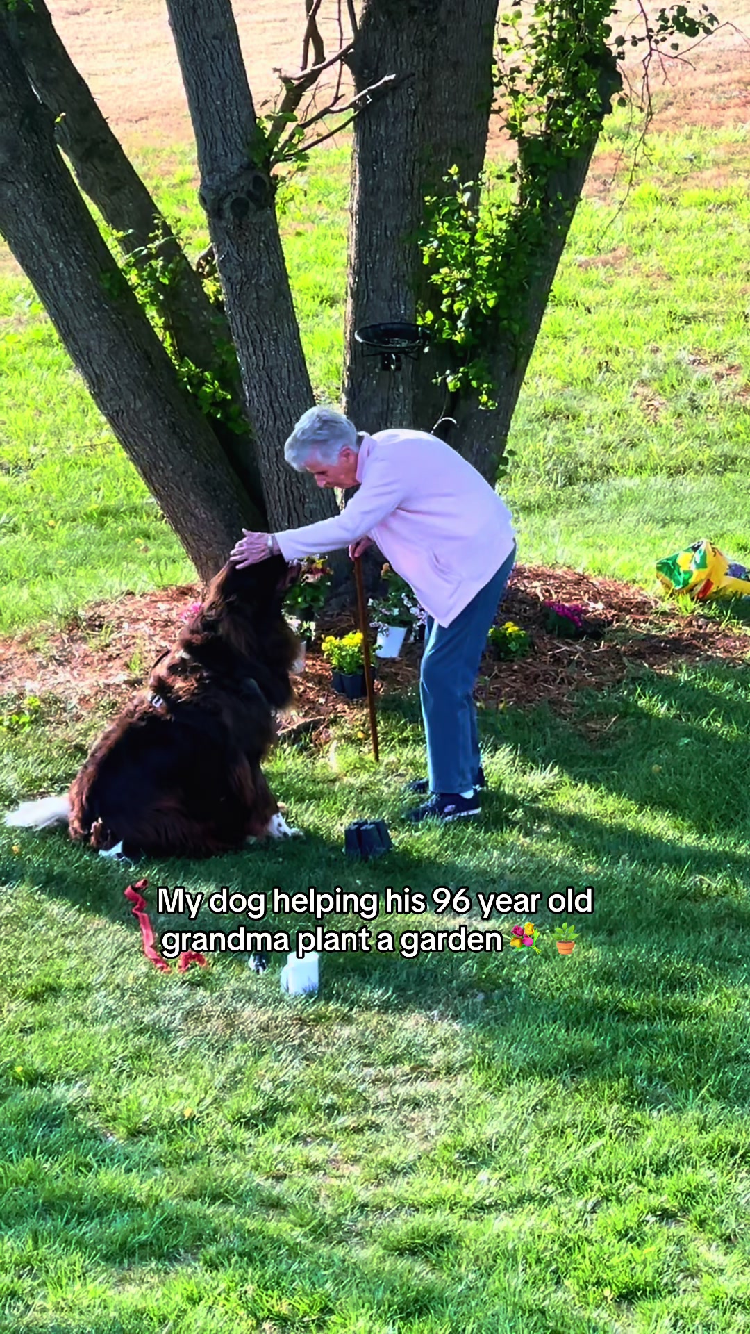 @Chewy The Newfoundland