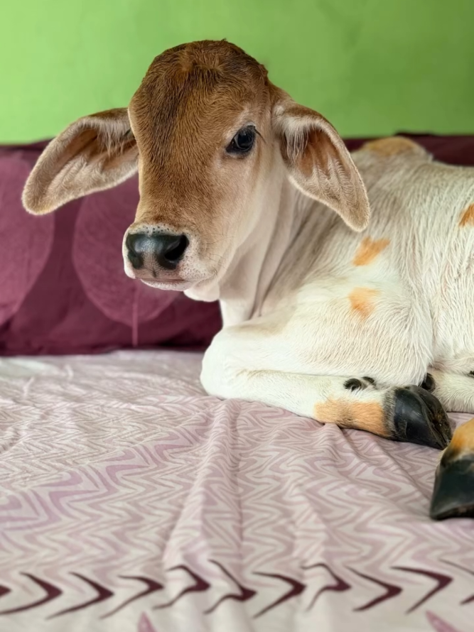 @cows_b_like