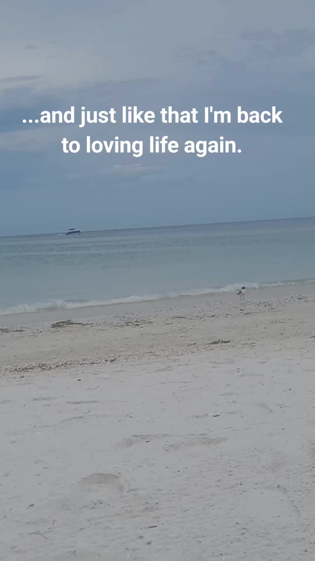 @jodi