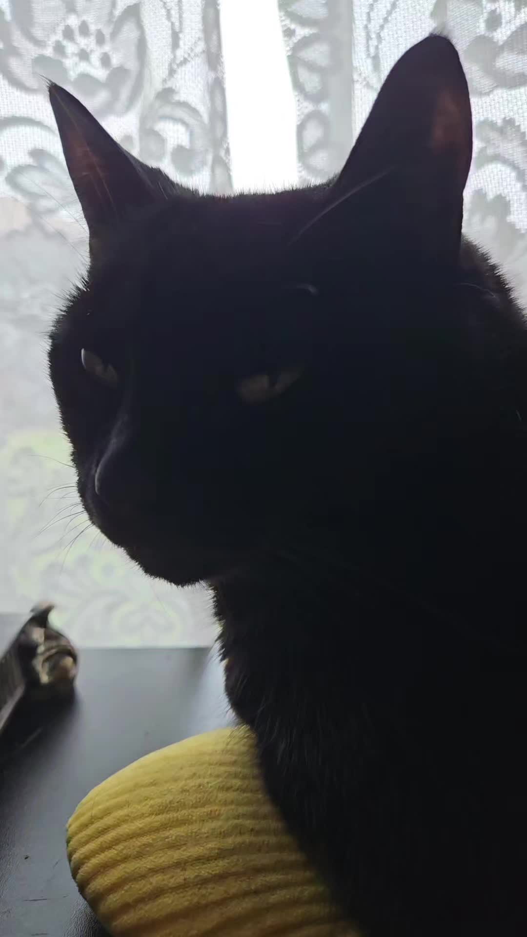 @kitty