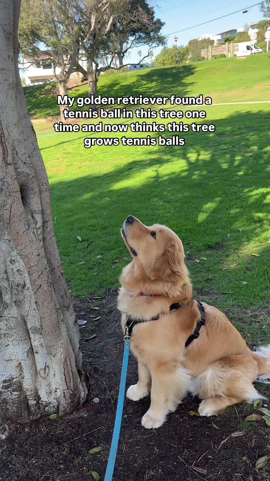 @Zebby The Golden Retriever