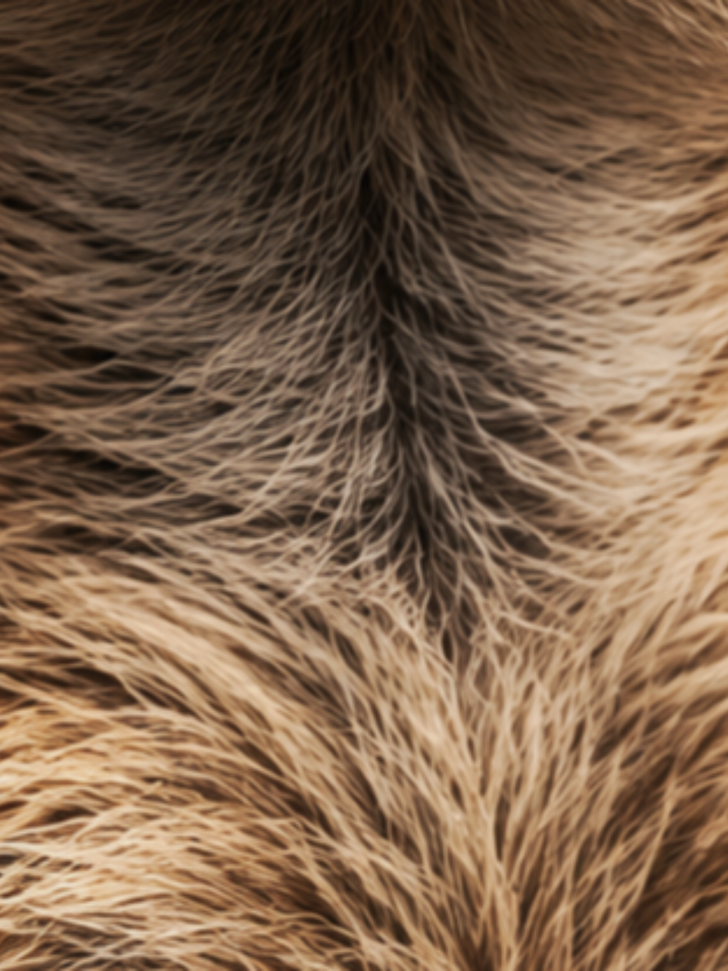 @𝗠𝗼𝗻𝗸𝗲𝘆𝘃𝗶𝗯𝗲𝘀