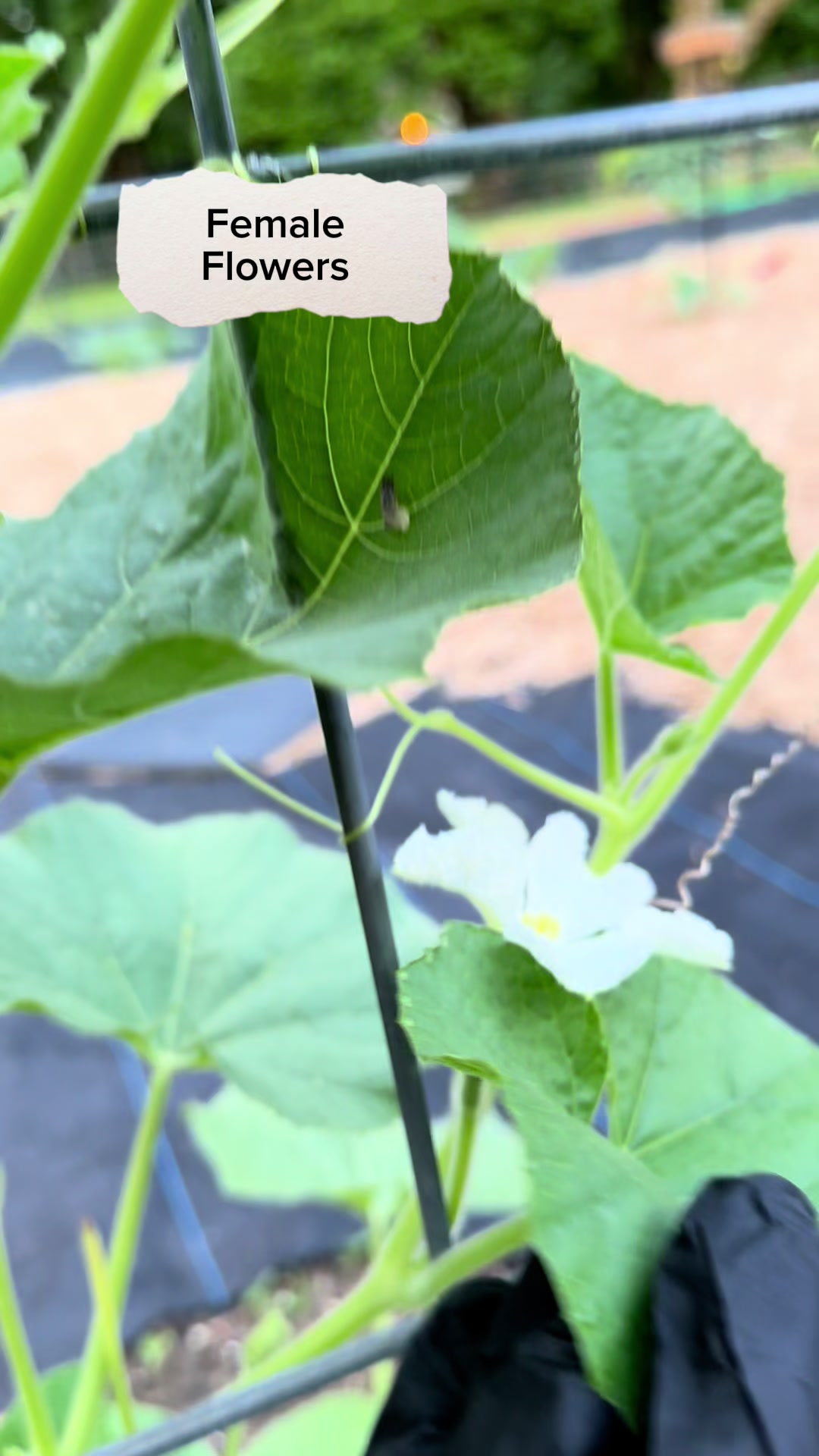 @Gourdfarmer