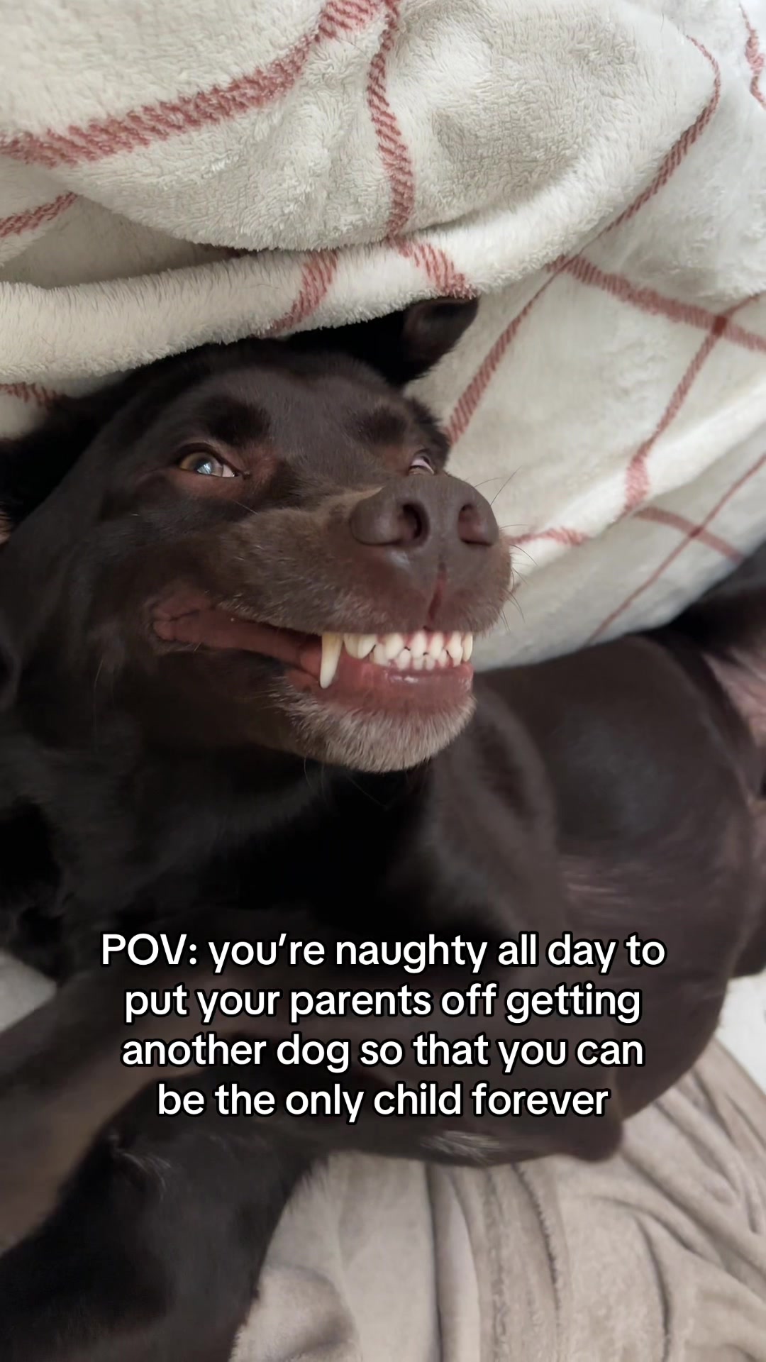 @The Labrador Buddy