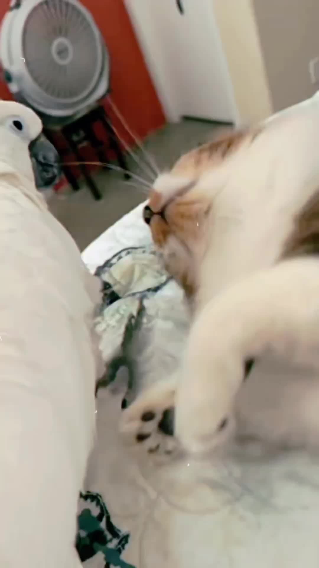 @Cute little pet 💕