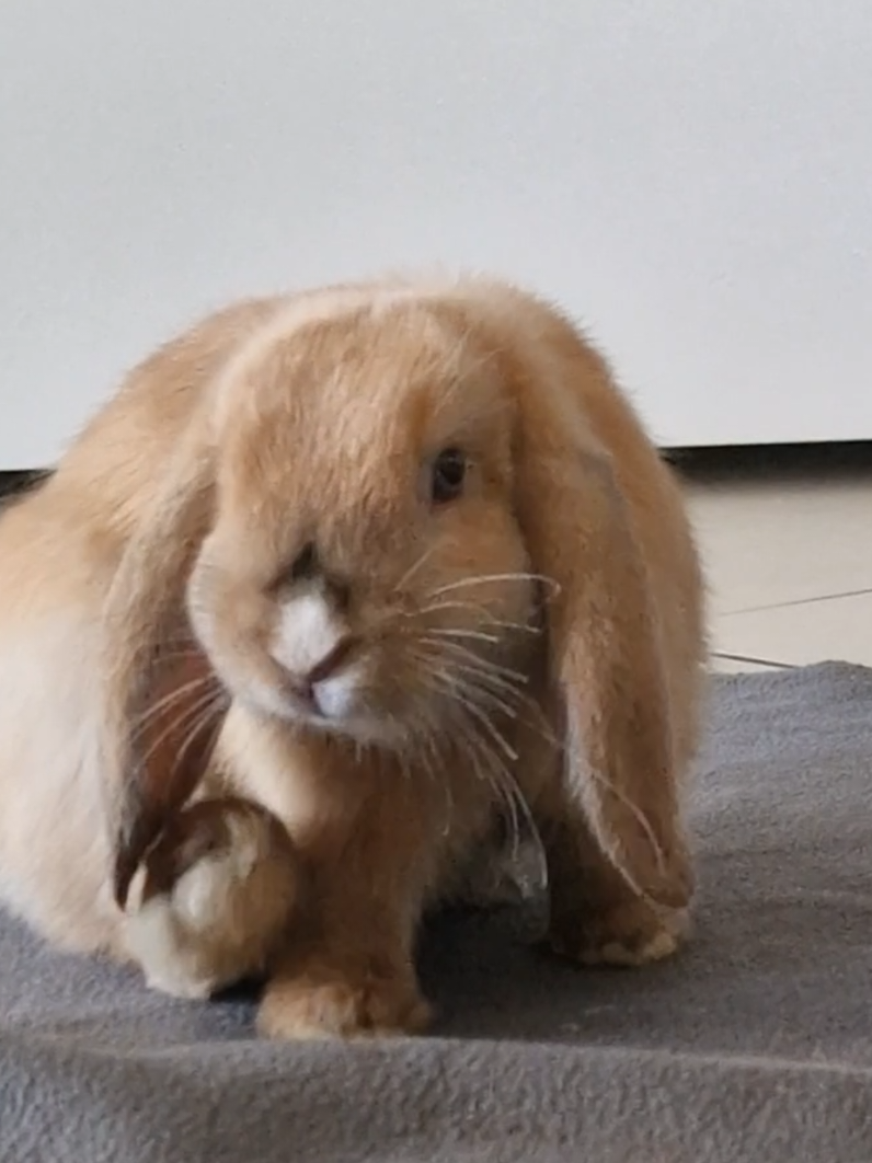 @Rabbit Gang