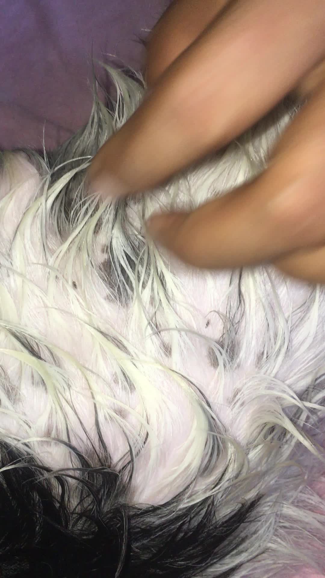 @licecarot