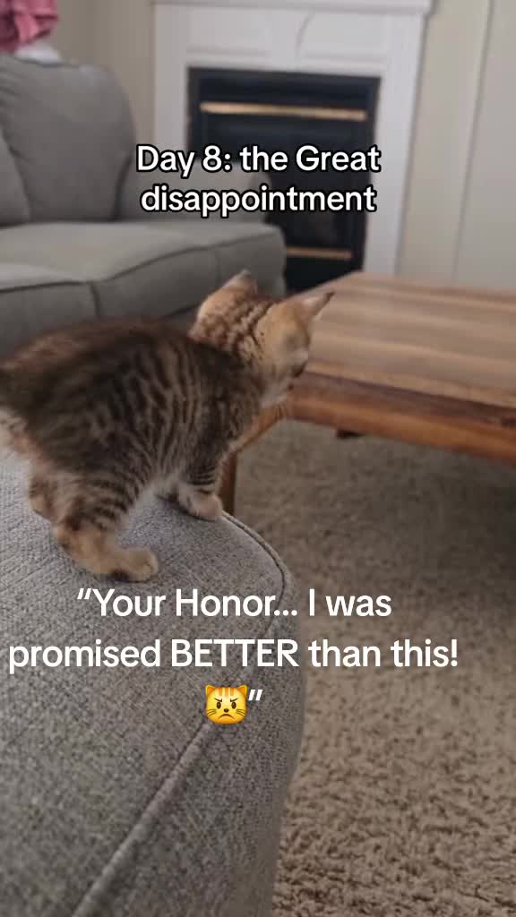 @Cat Verdict