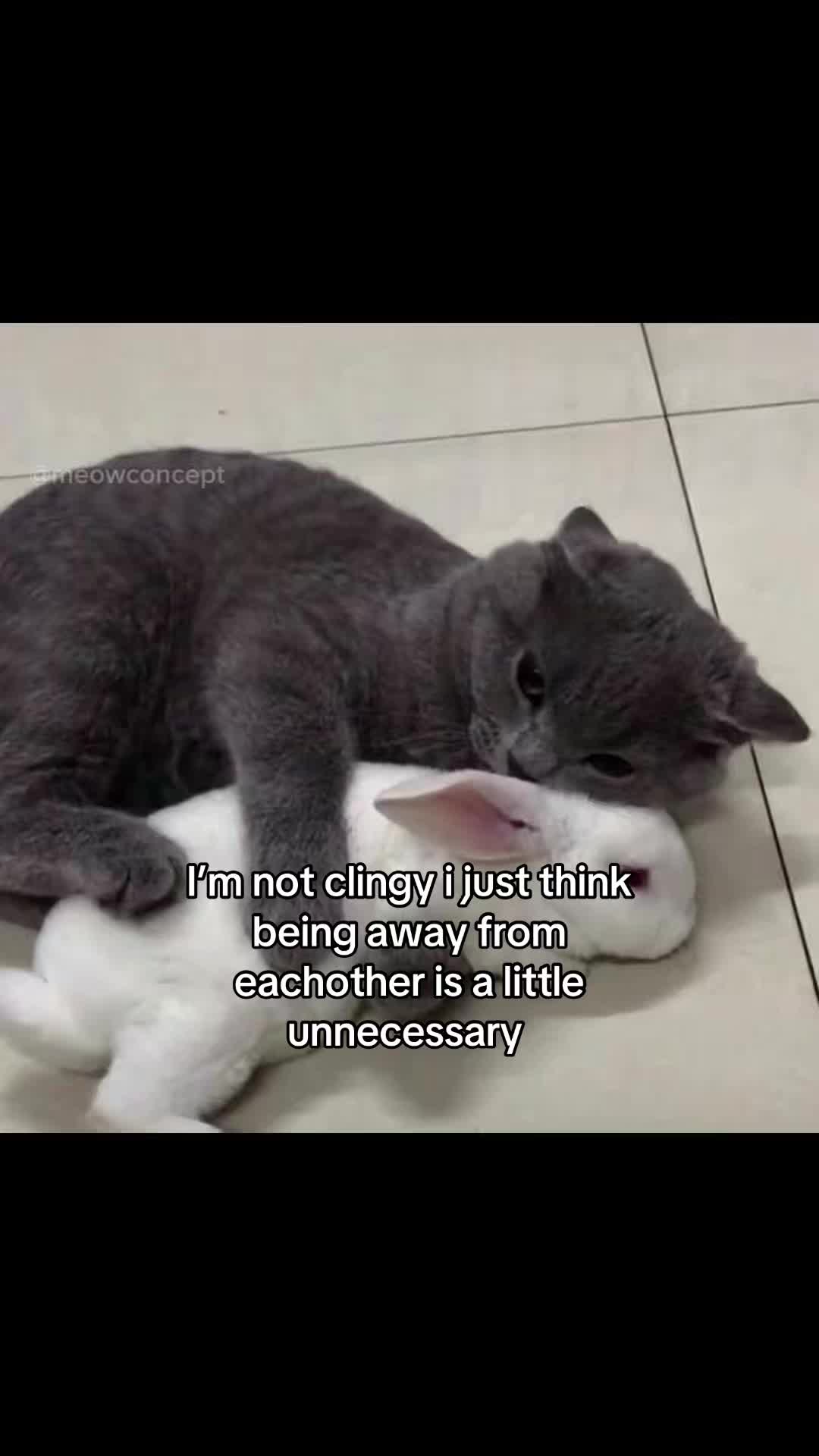 @meowconcept