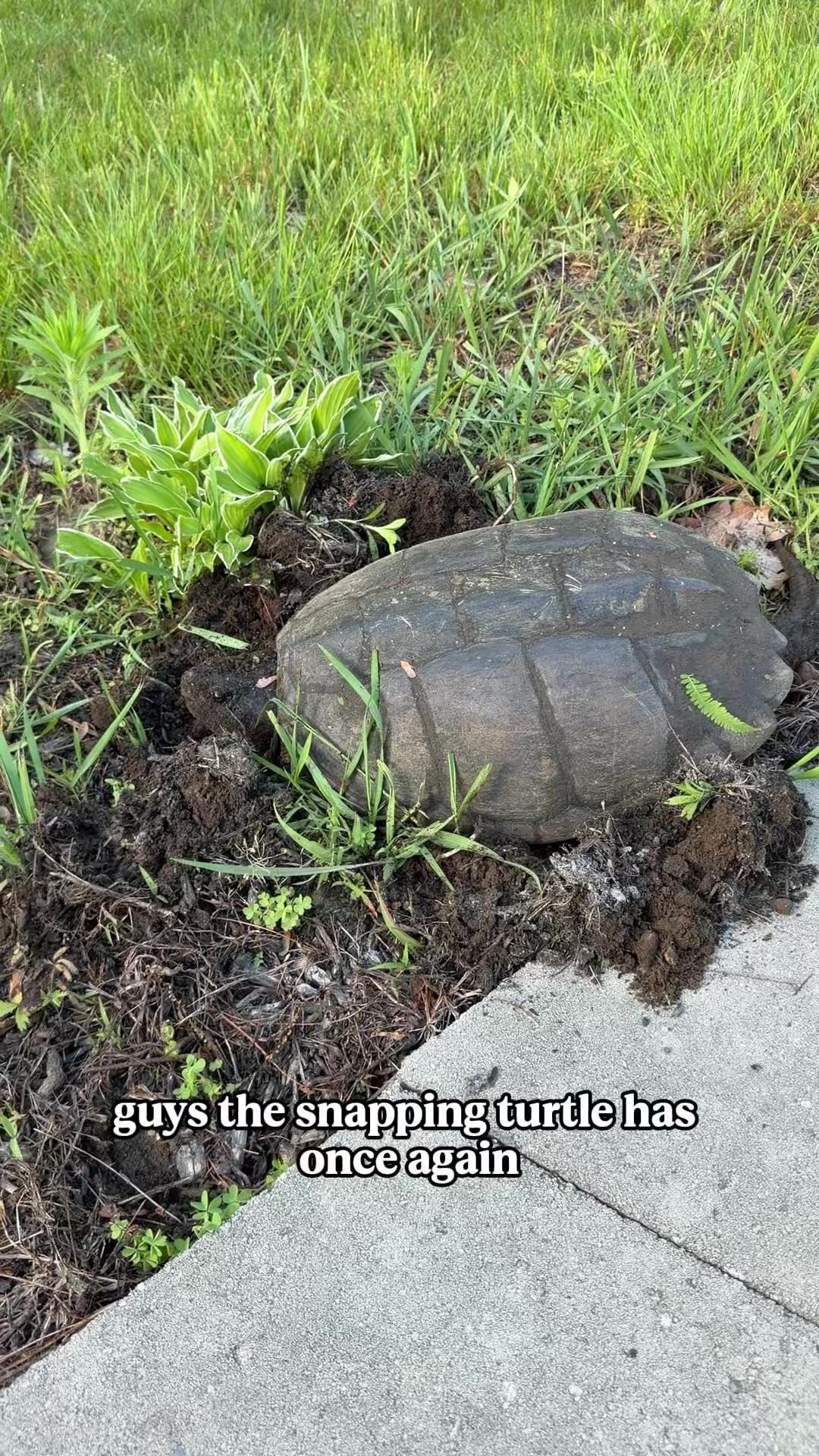 @The Goldfish Guy