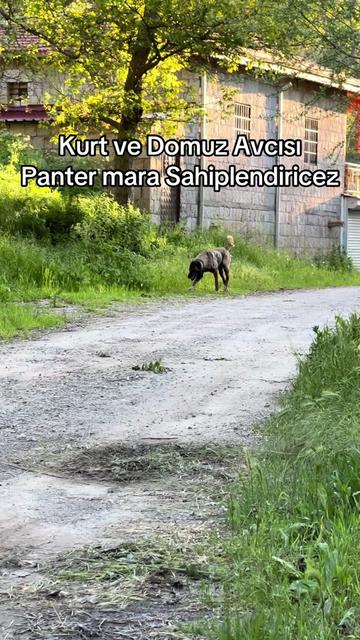 @alperkoramaz panter kangalları