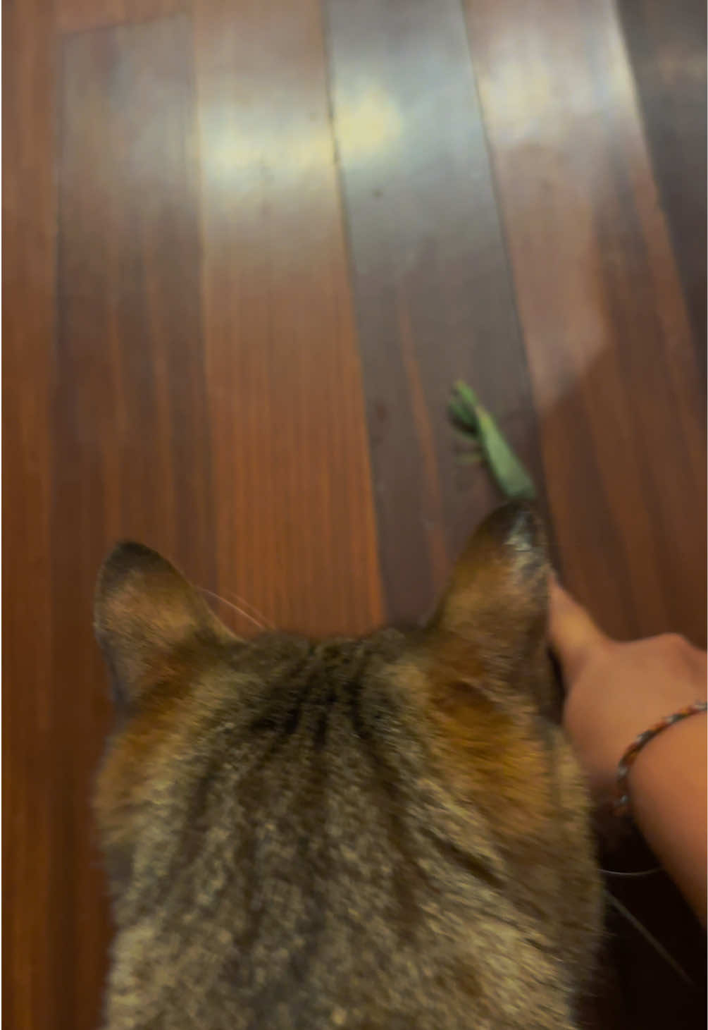 @Life with Kokoro the cat