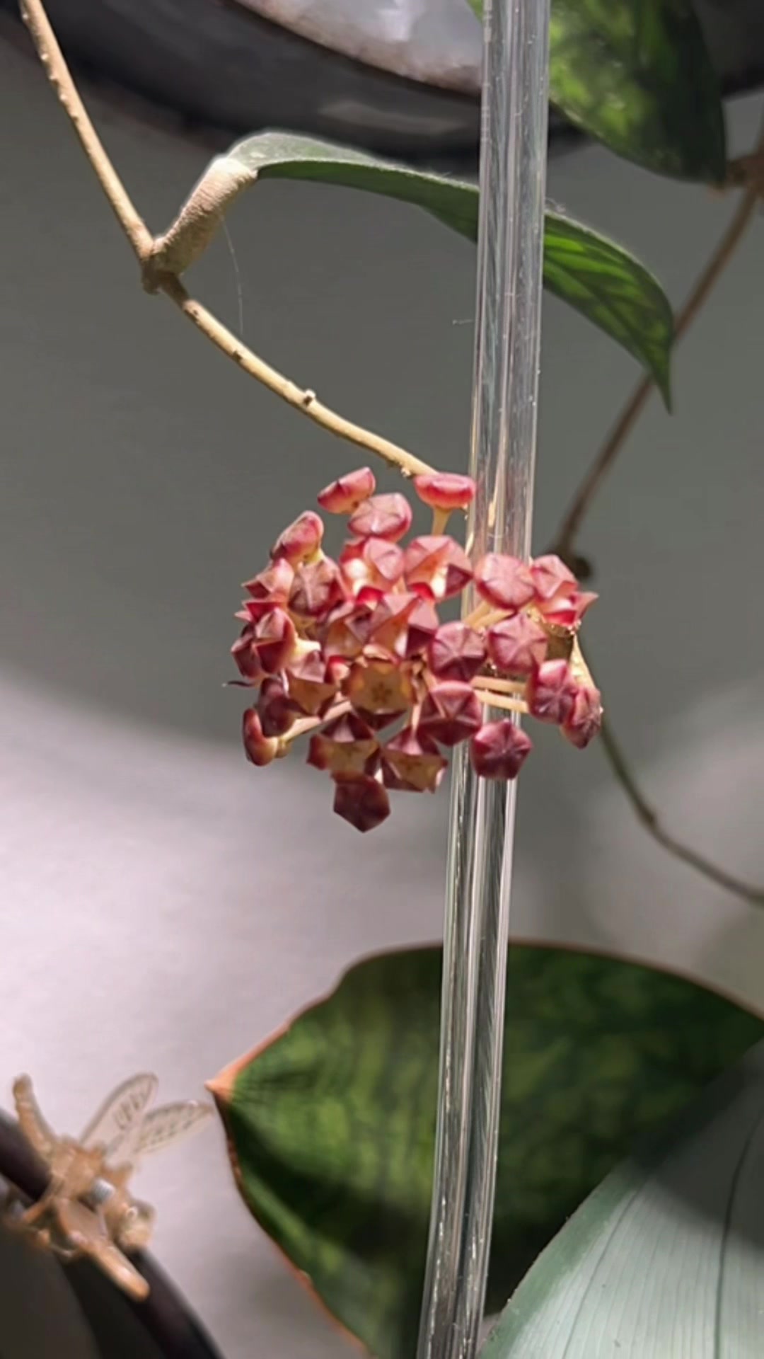 @Pothosiblyaboutplants