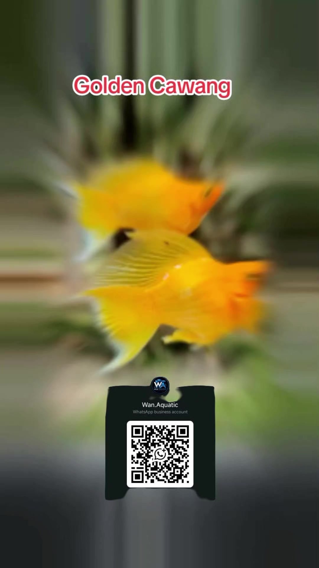 @Wan Aquatic