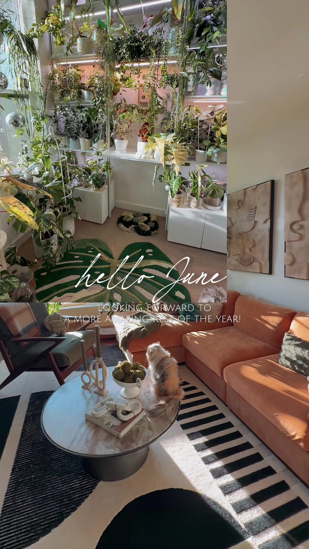 @Cyril&rsquo;s Plants | Cats | DIY 🌿