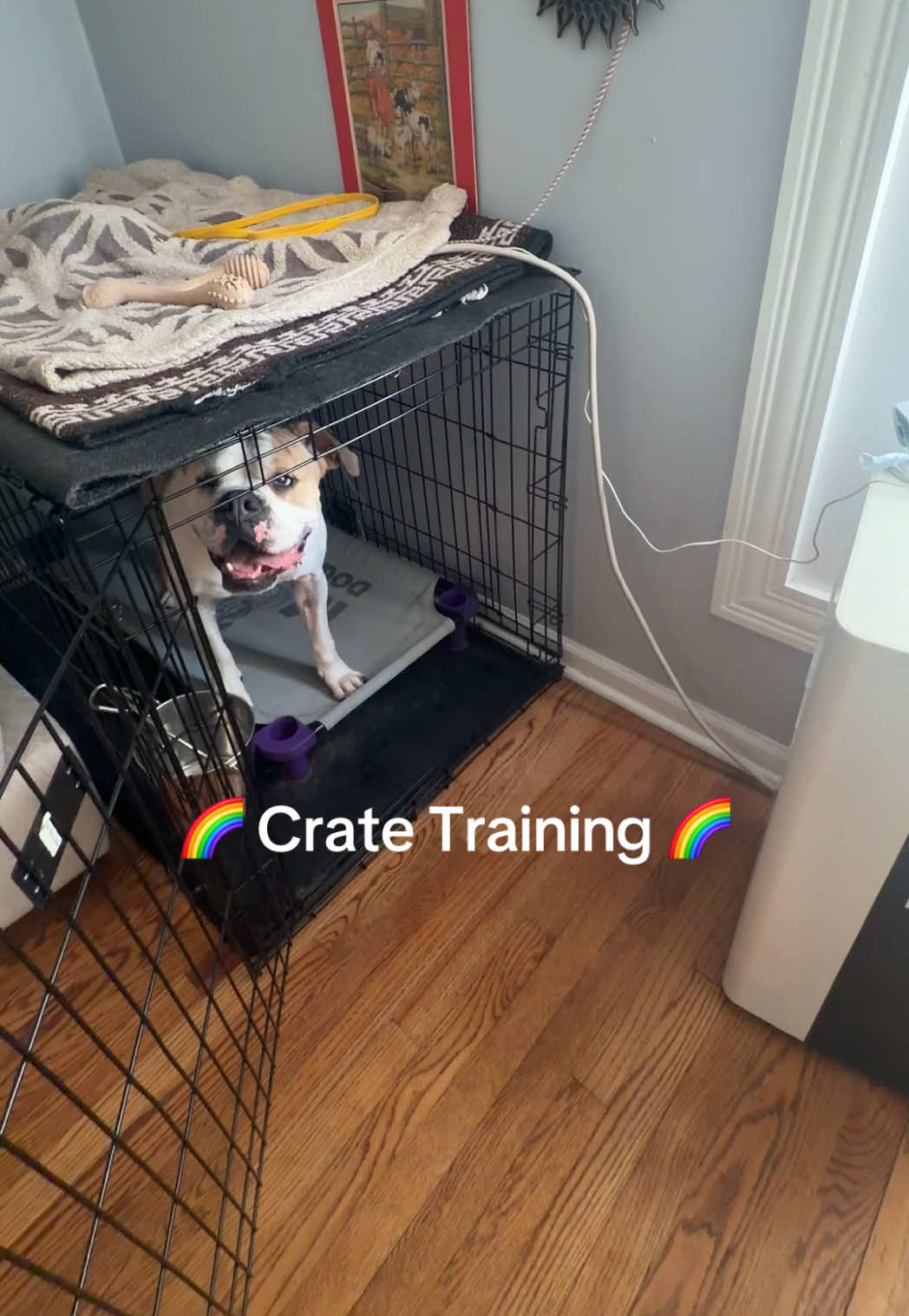 @dogstrainjen