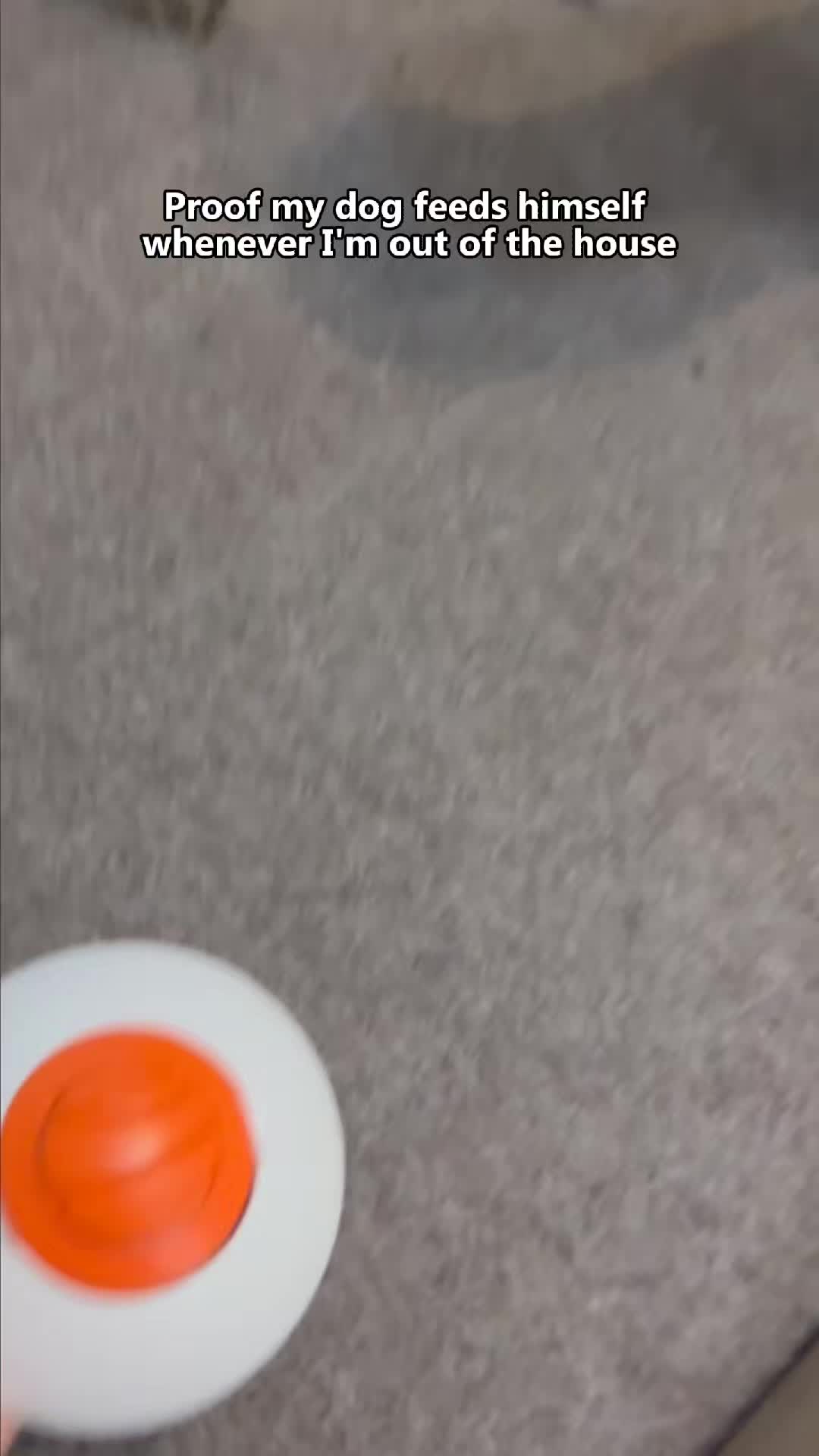 @Potaroma_PetEssentials