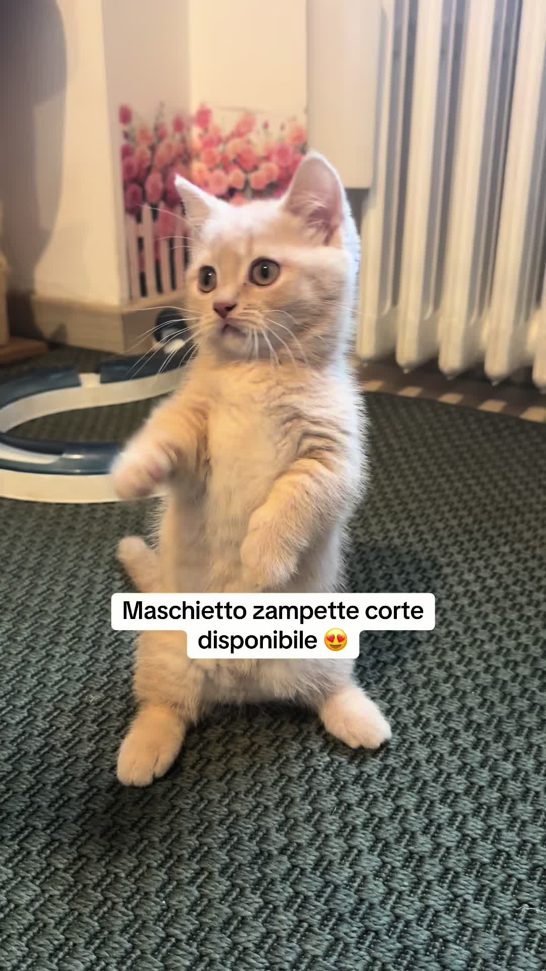 @alyssa gatto salsiccia