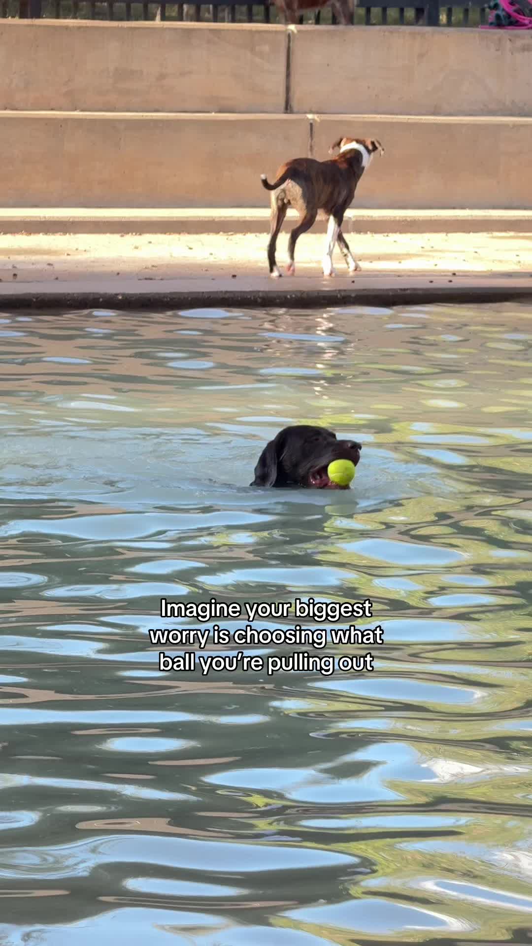 @Bruno Chocolate Lab