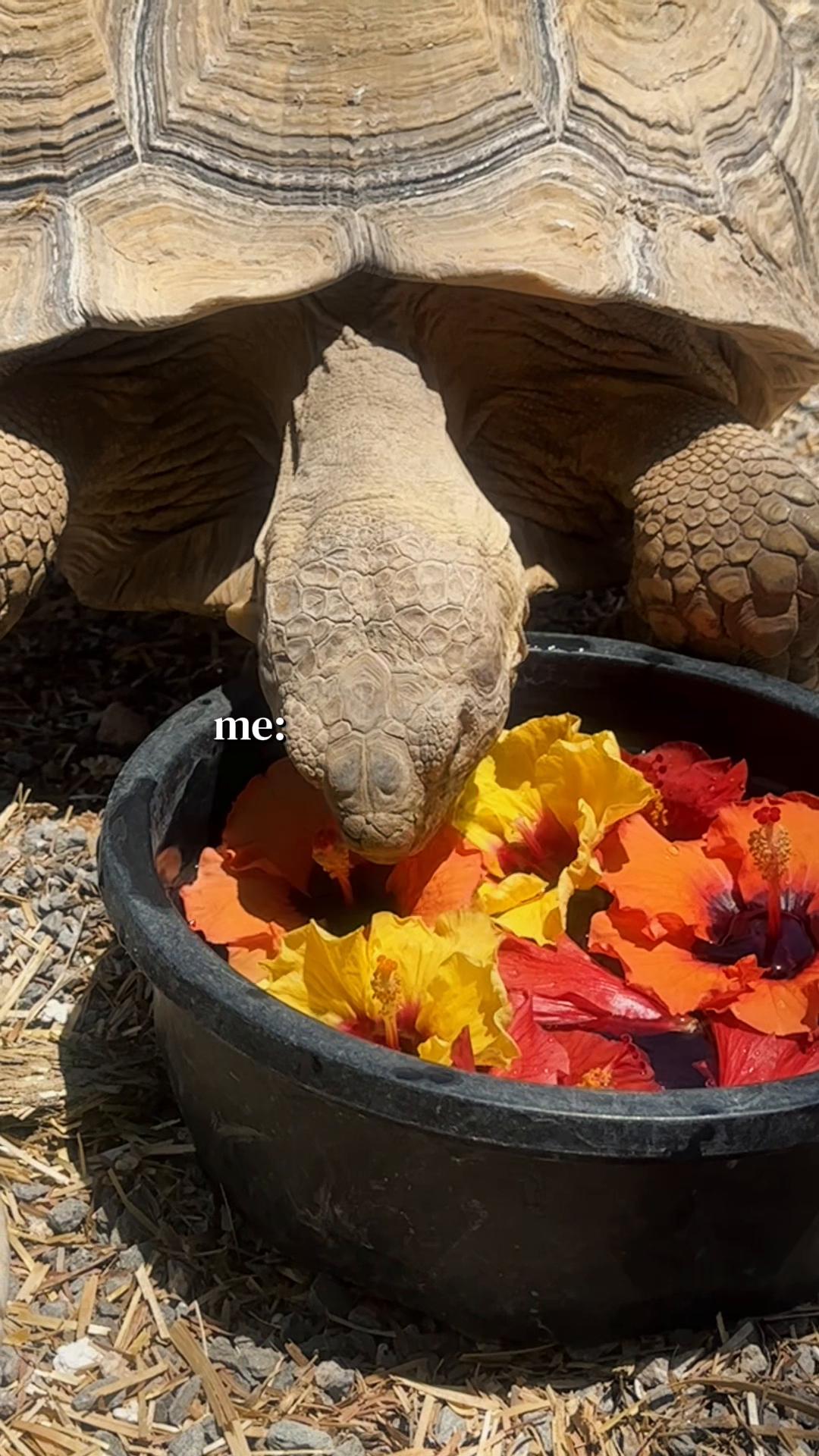 @Rail 🐢