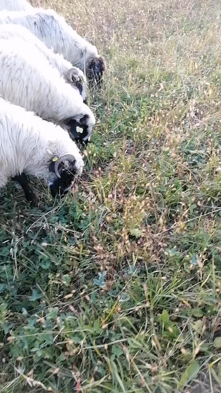 @Ionuț Boghitoi 38
