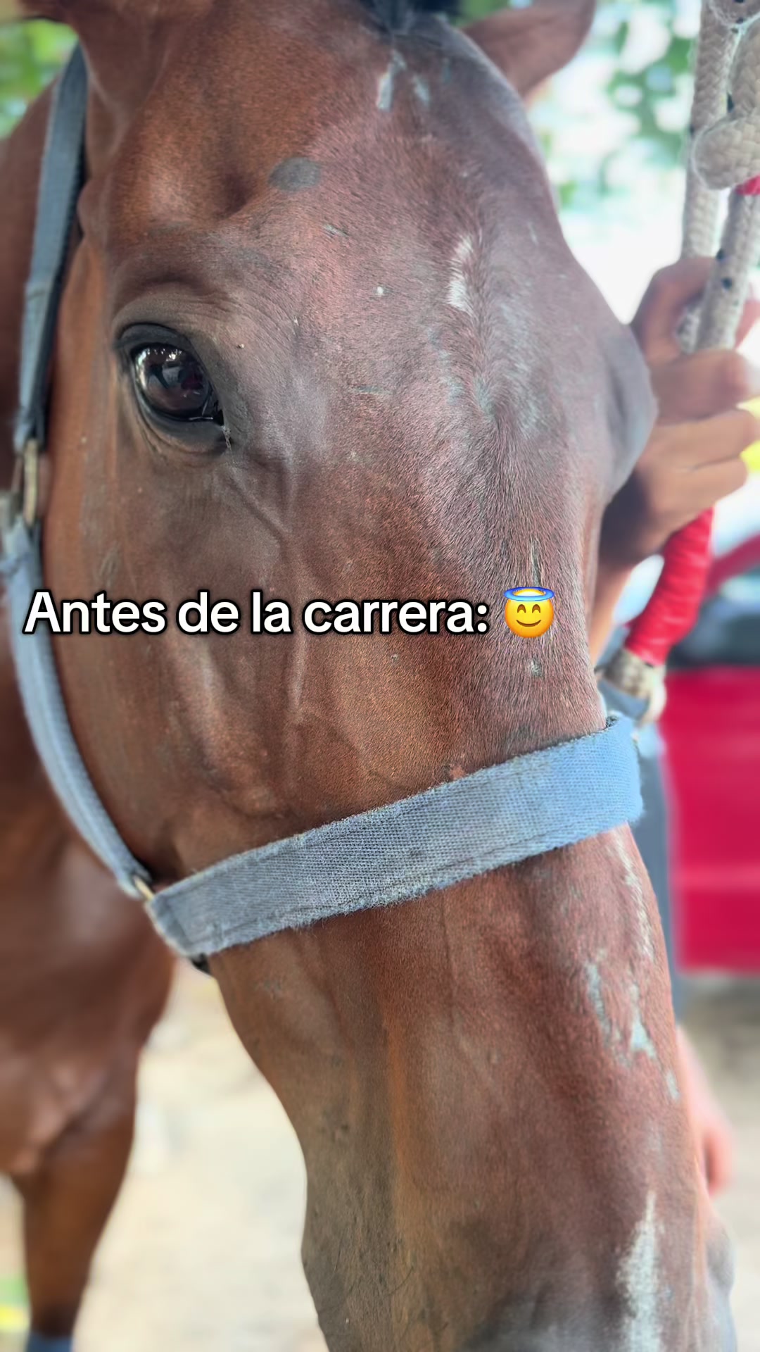 @el_pana_trh