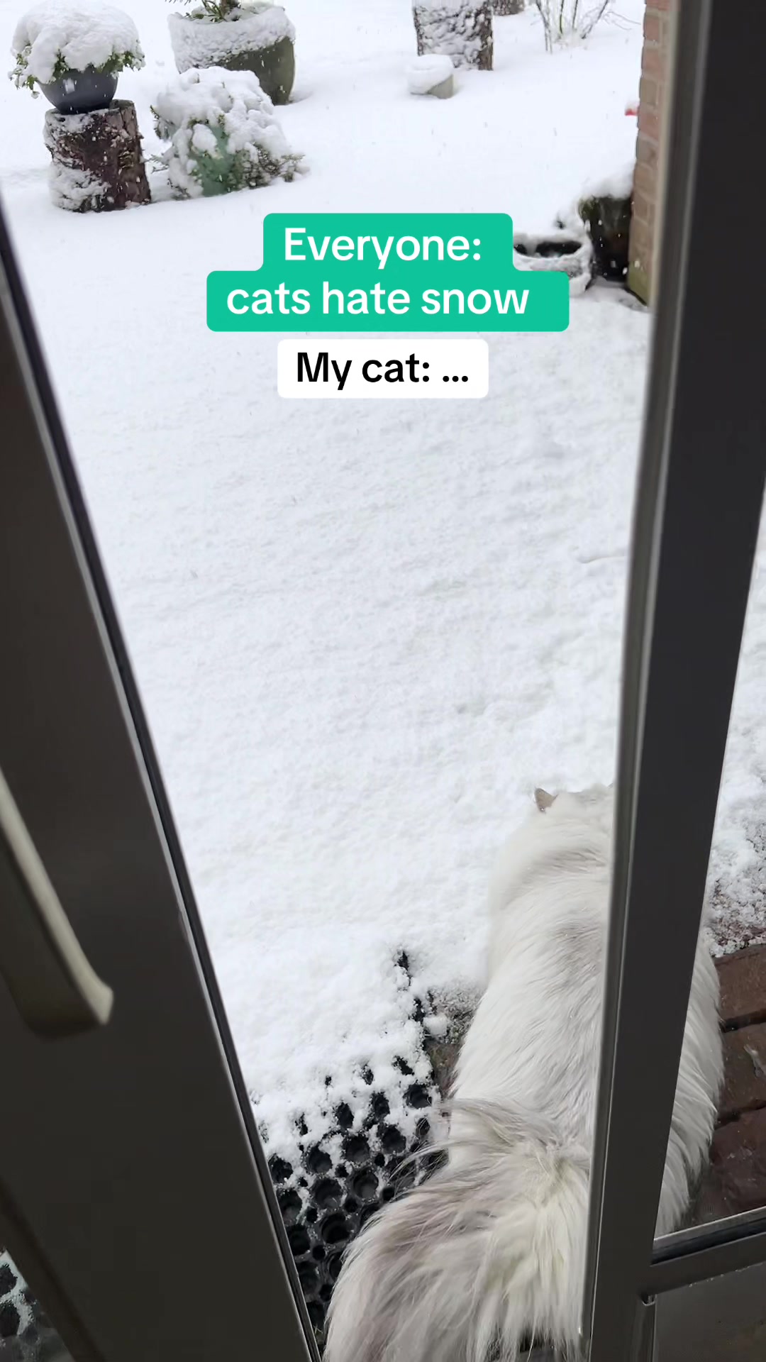 @Dutchkittycat