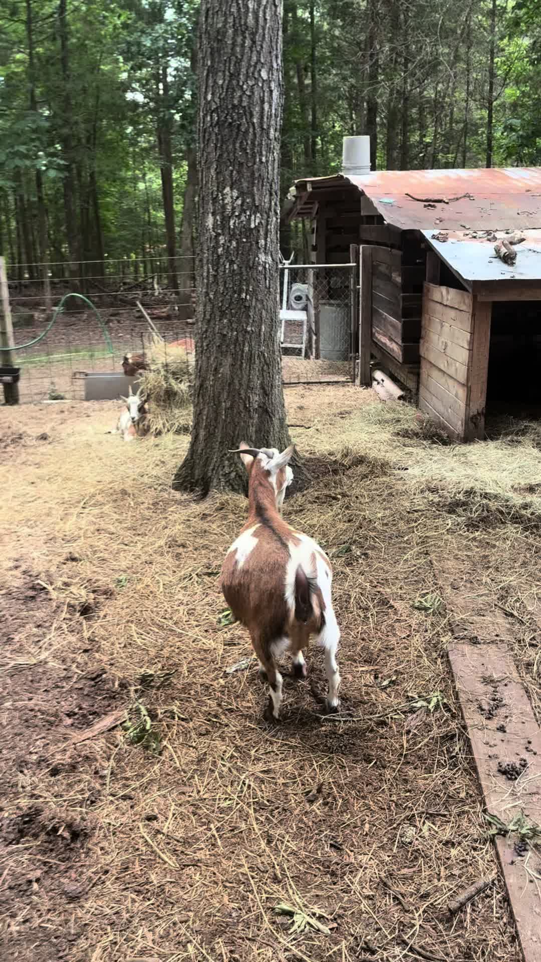 @Gray Acres Homestead