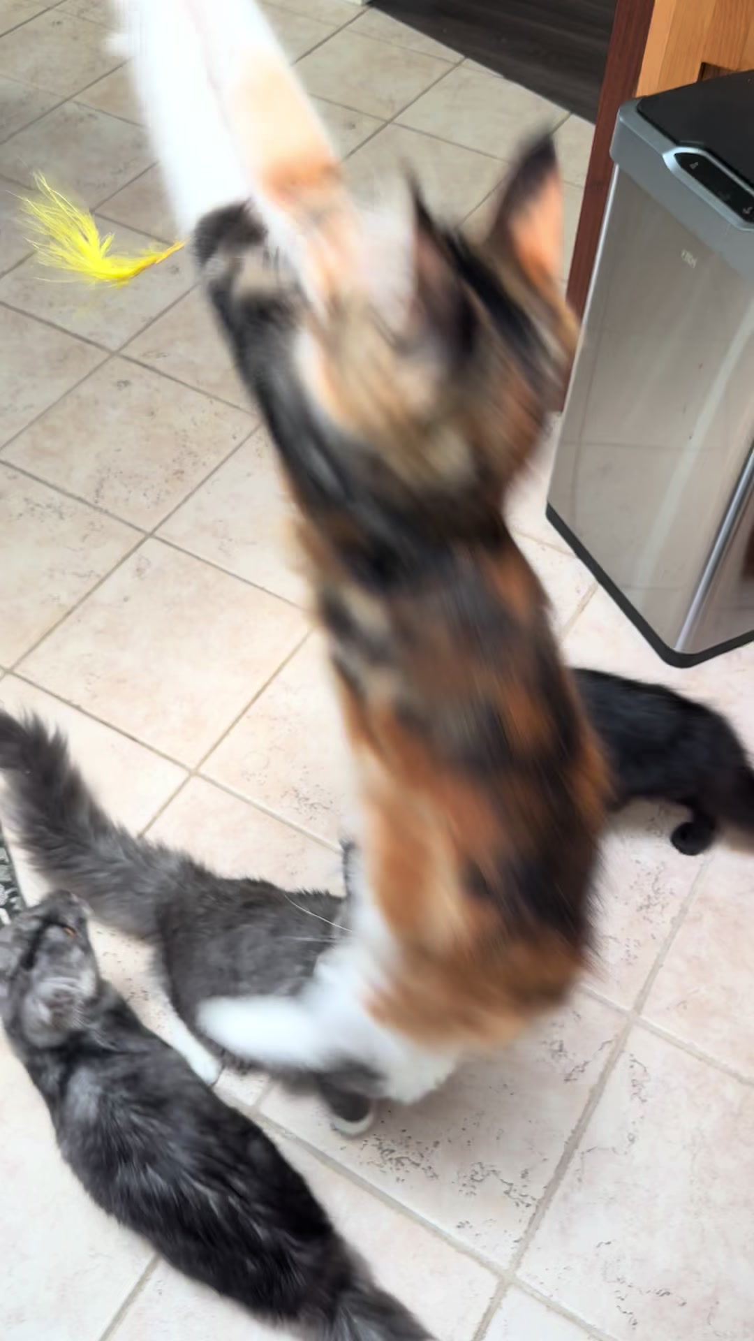 @StarKingdomMaineCoons