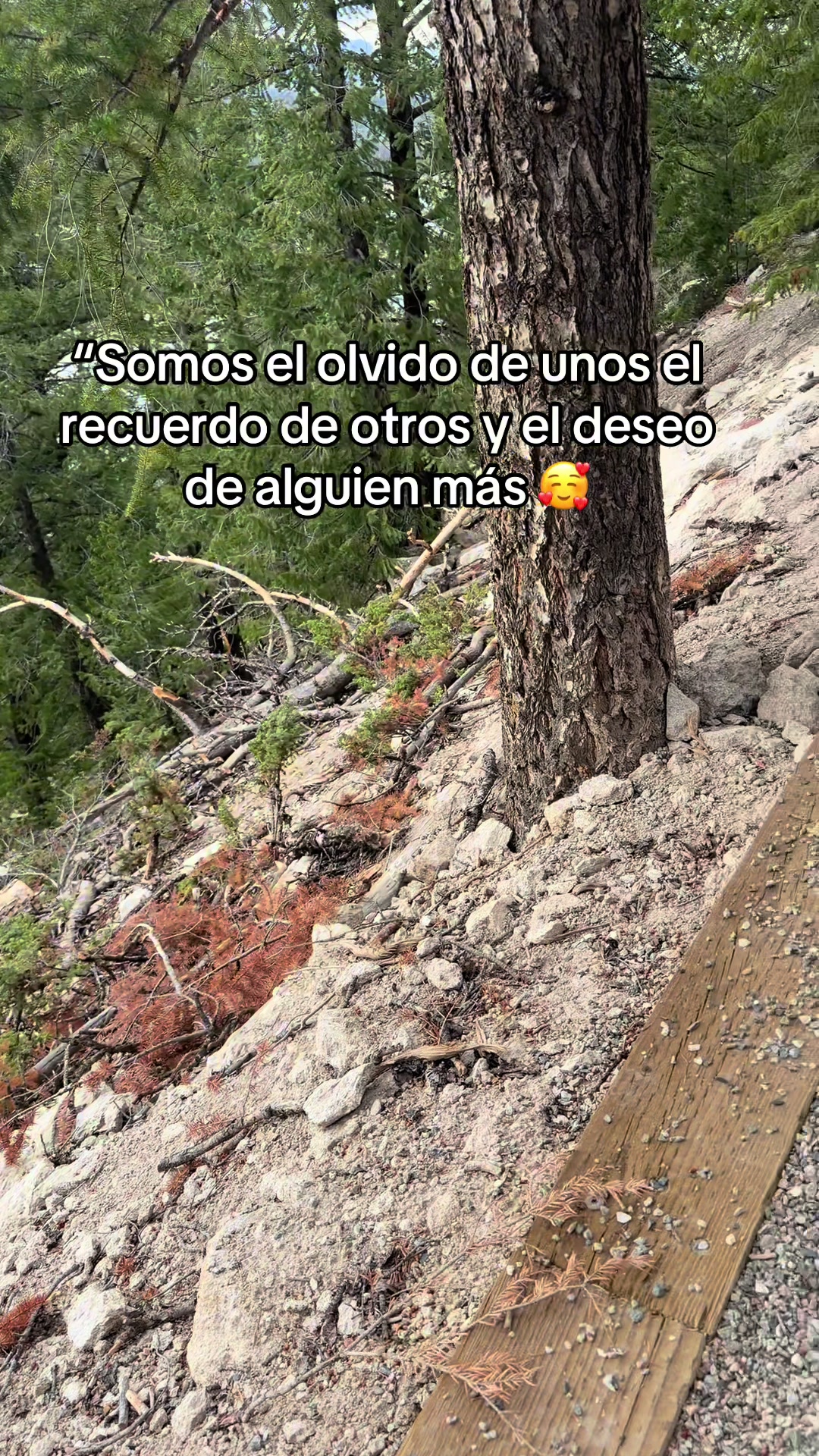 @olic802