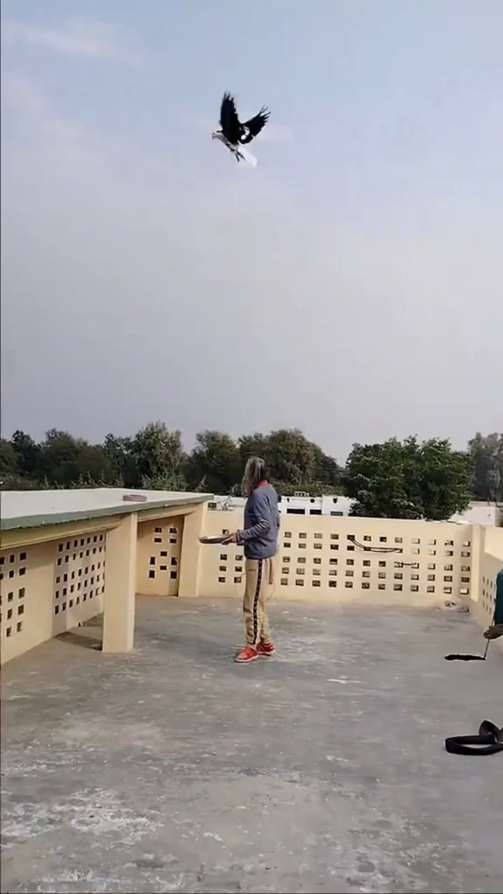 @waheedpegeonLoft