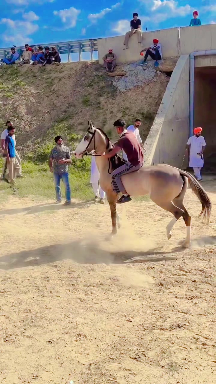 @🏇 MARWARI HORSE RACING 🏇
